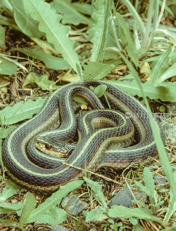 西部陆生吊带蛇(Thamnophis elegans)是加州红木国家公园发现的一种彩色蛇。